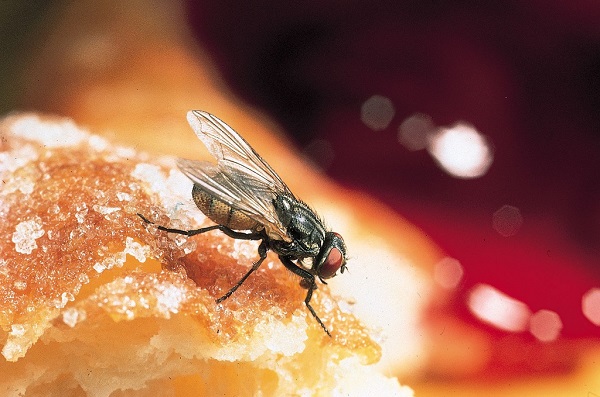 Ruồi giấm là côn trùng nguy hiểm, gây nhiều mầm bệnh ảnh hưởng đến sức khỏe con người