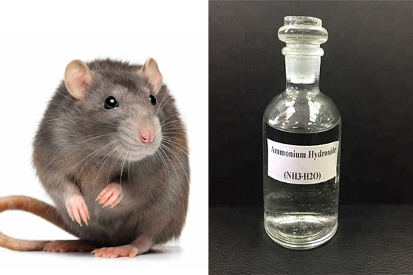 Amoniac có mùi khai giống với nước tiểu động vật ăn thịt nên khi ngửi thấy, chuột sẽ nghĩ có mèo gần đó và tránh xa