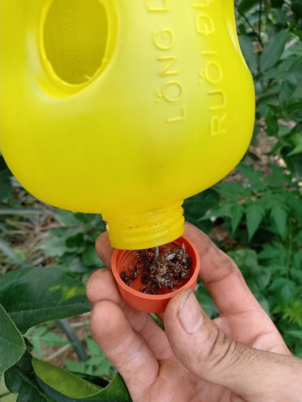 Một trong những cách diệt ruồi vàng đục quả tốt là làm bẫy bằng thùng nước