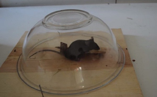 Bẫy chuột bằng bát thủy tinh cho hiệu quả nhanh trong các loại bẫy chuột