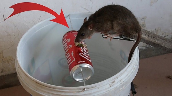 Bẫy chuột bằng thùng sơn - một trong các loại bẫy chuột cực hiệu quả