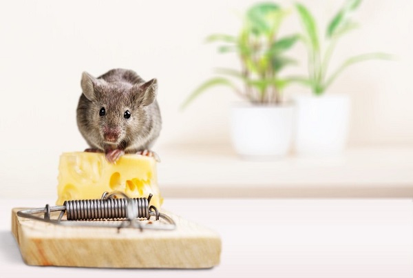 Các loại bẫy chuột thông minh an toàn cho sức khỏe người sử dụng