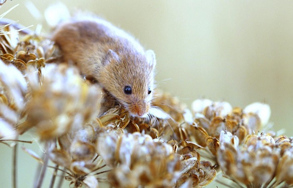 Chuột gây hại nghiêm trọng tới lương thực và hoa màu