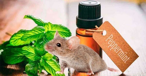Dùng tinh dầu để đuổi chuột