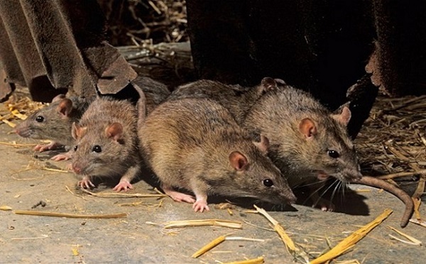 Hạn chế sử dụng các loại bẫy chuột bằng cách dùng các biện pháp xua đuổi