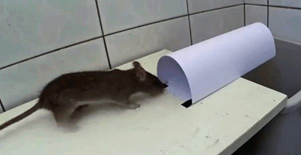 Hướng dẫn cách bẫy chuột hiệu quả bằng giấy