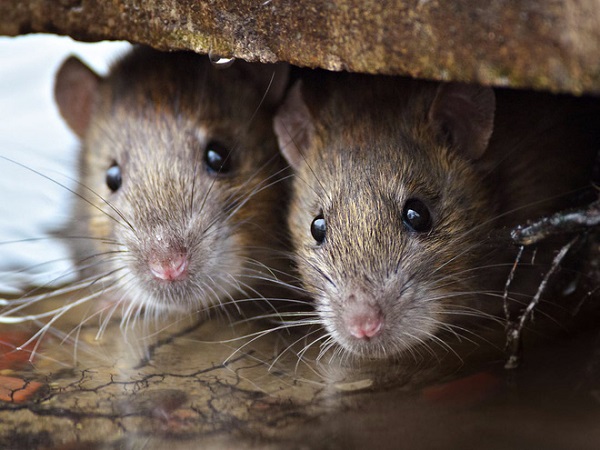Loài chuột sinh sống ở những môi trường ẩm thấp mang nhiều mầm bệnh cho sức khỏe
