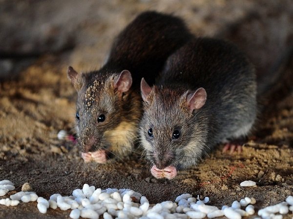 Những phương pháp diệt chuột cực kỳ hiệu quả ngay tại nhà