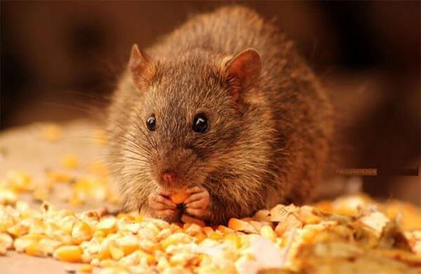 Thuốc diệt chuột sinh học nào tốt nhất hiện nay?