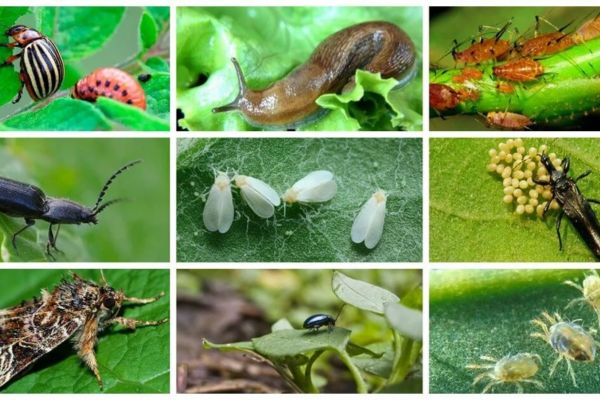 Các loại côn trùng có hại cho cây trồng như thế nào? 
