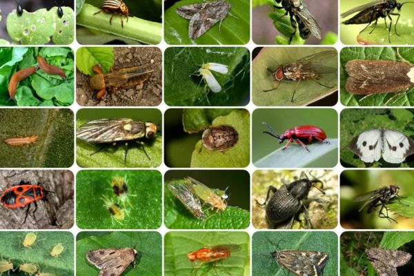 Tổng hợp các loại côn trùng gây hại cho cây trồng