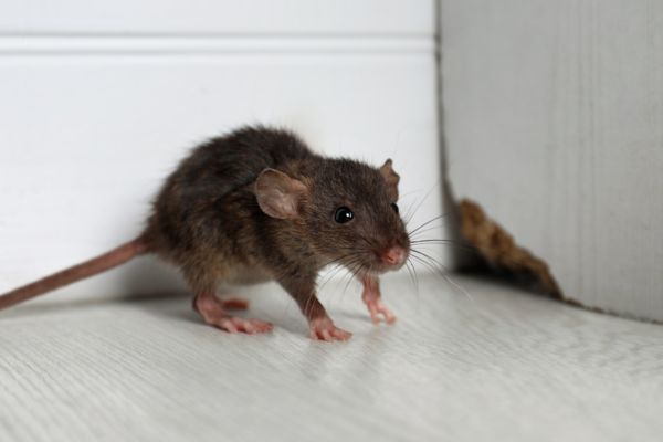 Tác hại của chuột trong phòng trọ 
