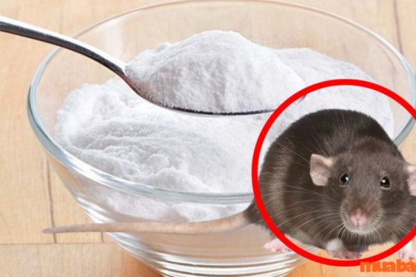 Baking soda diệt chuột là phương pháp tự nhiên, an toàn và tiết kiệm